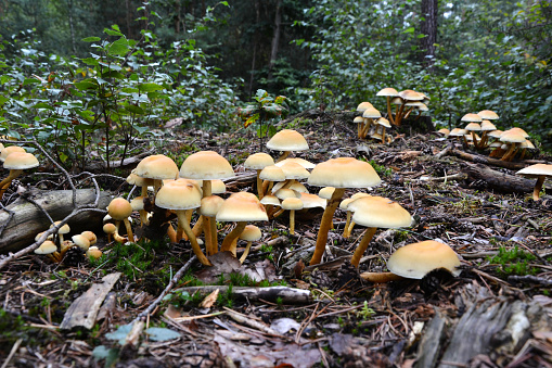 A mushroom house with poisonous yellow mushrooms grows in the forest after rain. Selective focus and background blur