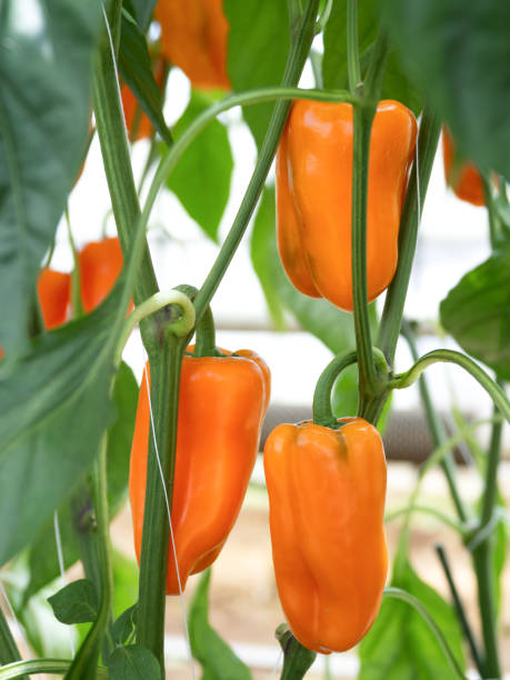 istock Cultivation of colored peppers 1531651492