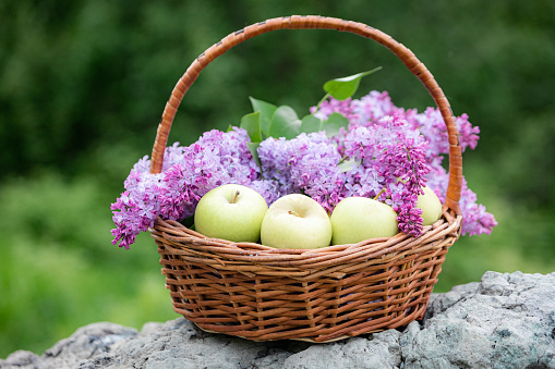 Wicker basket full of lilac flowers and green apples.
