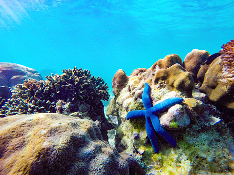 An underwater scene in Boracay Island, Philippines. The image showcases a coral reef with a blue starfish positioned at the center. The reef is adorned with various types of corals, including brain corals, stony corals, and branched formations. The water is clear and blue, allowing visibility of sunrays penetrating the surface. No fish are visible in the photograph.