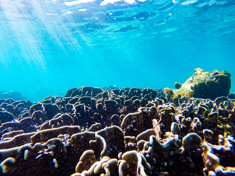 An underwater view of a coral reef illuminated by sun rays. The clear blue water provides visibility to observe the scene. The coral reef features brain coral formations, displaying their distinct patterns. No fish are visible in the photograph.