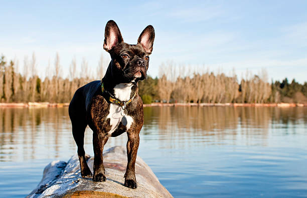 istock Dog on the river bank 153165613
