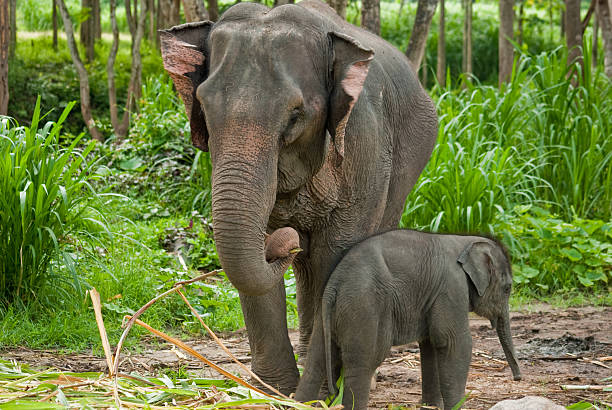istock baby thai elephant with mama 153165864