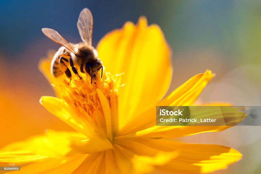 Bee sucking nectar out of a yellow flower A bee landing on a flower Bee Stock Photo