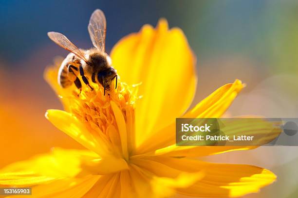 Bee Sucking Nectar Out Of A Yellow Flower Stock Photo - Download Image Now - Bee, Flower, Orange Color