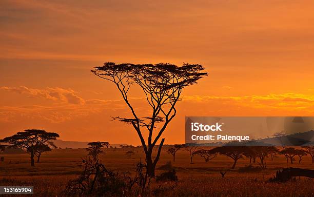 African Sunset In The Serengeti Stock Photo - Download Image Now - Africa, Dawn, Savannah