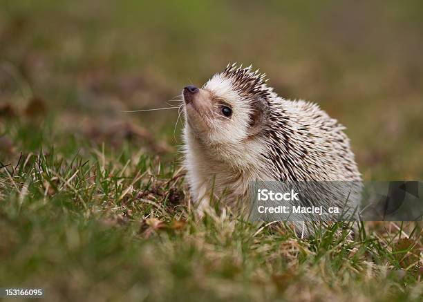 Hedgehog On Grass Stock Photo - Download Image Now - Hedgehog, African Pygmy Hedgehog, Grass
