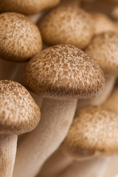 istock Closeup of Fresh Crab Mushrooms 153166552