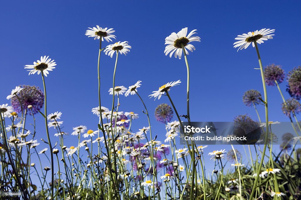 Flores da primavera - Foto de stock de Flor Selvagem royalty-free