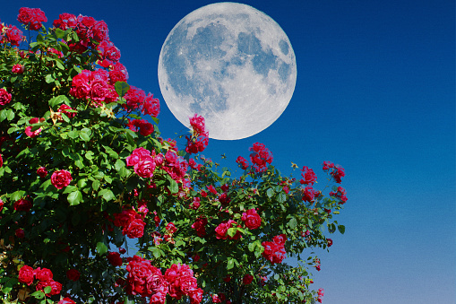 full moon and red roses in the garden