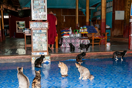 Nyaung  Shwe, Inle Lake, Myanmar - nov 10,2012 : dozens of cats are waiting for food in the Buddhist Nga Phe Kyaung Monastery