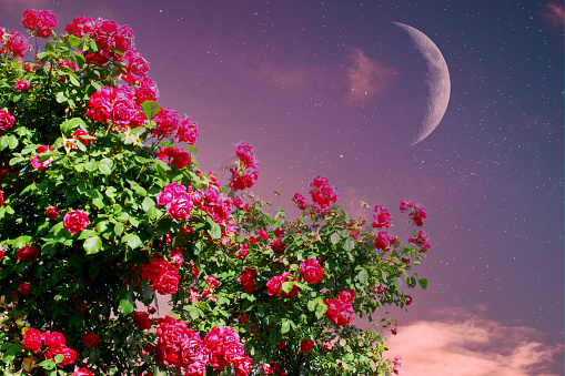 crescent and red roses in the garden
