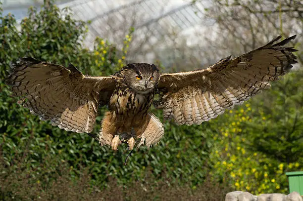 Captive Uhu owl spreading wings for landing.