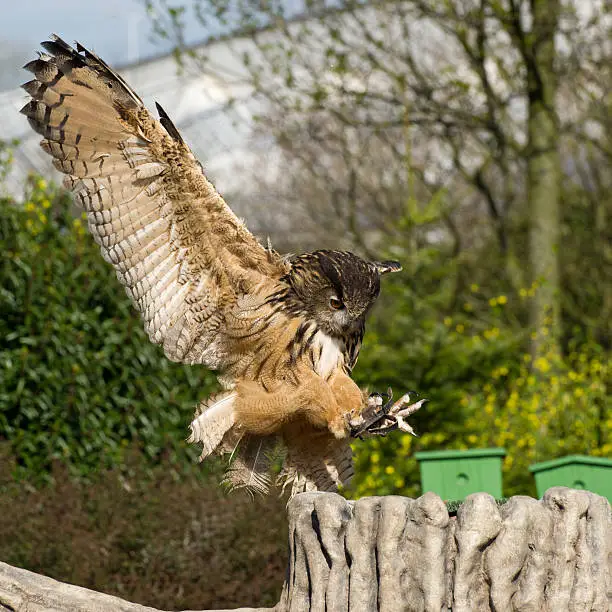 Captive Uhu owl spreading wings for landing.