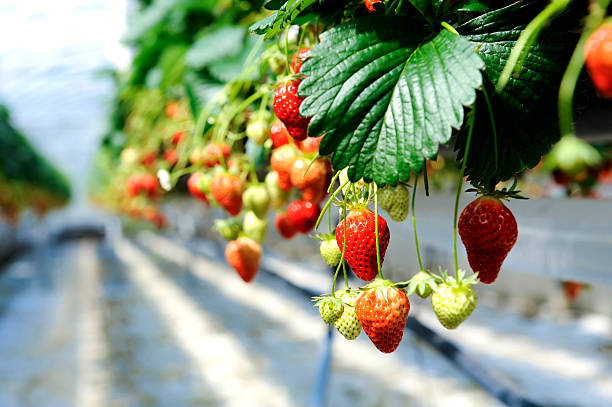 istock strawberrys in a greenhouse 153167832