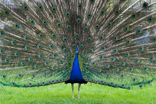 displaying peacock stock photo