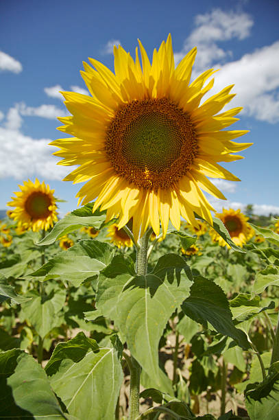 Sunflower In Farm Field stock photo