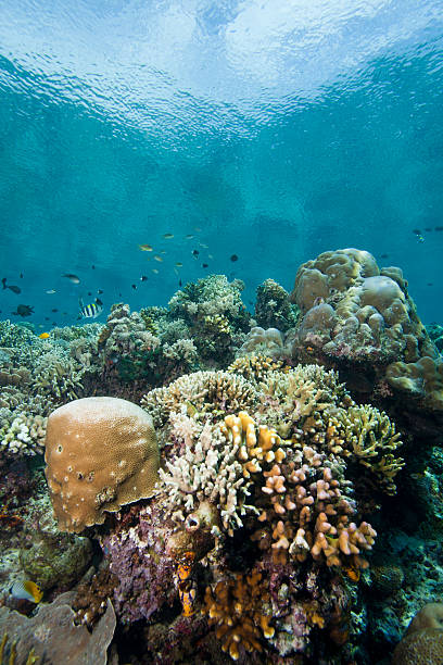 istock Several species of fish on tropical coral reef 153168279