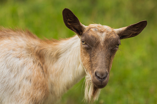 Goat with the bunch of fresh green grass standing on a summer meadow