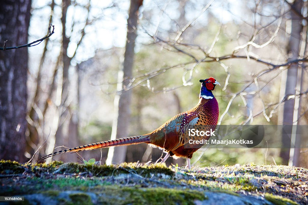 Pheasant Ring-necked Pheasant in Finland Springtime Stock Photo