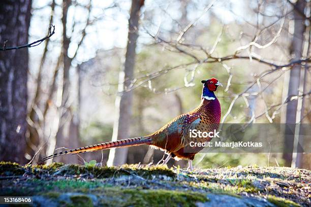 Pheasant Stock Photo - Download Image Now - Springtime, Finland, Nature