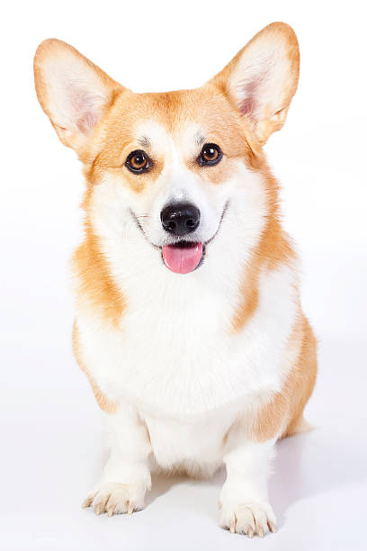 istock Funny Welsh Corgi Pembroke 153168441