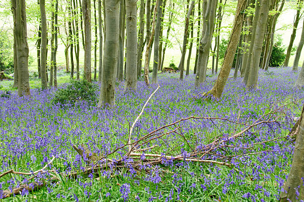 istock Bluebell Woodland Scene 153168463
