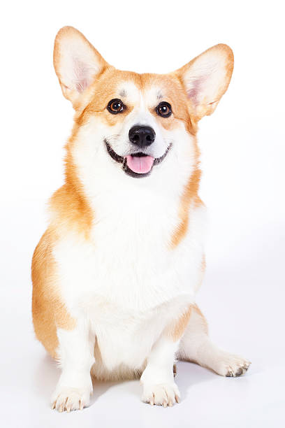 istock Smiling Welsh Corgi Pembroke 153168499