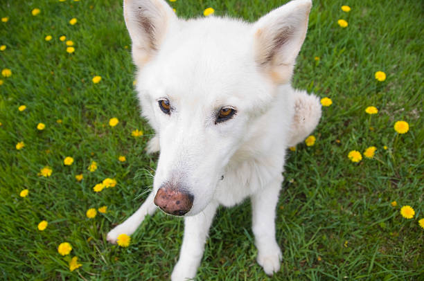 Dog on grass. stock photo