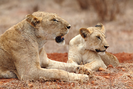 Lions in Tsavo East Natn'l Park, Kenya