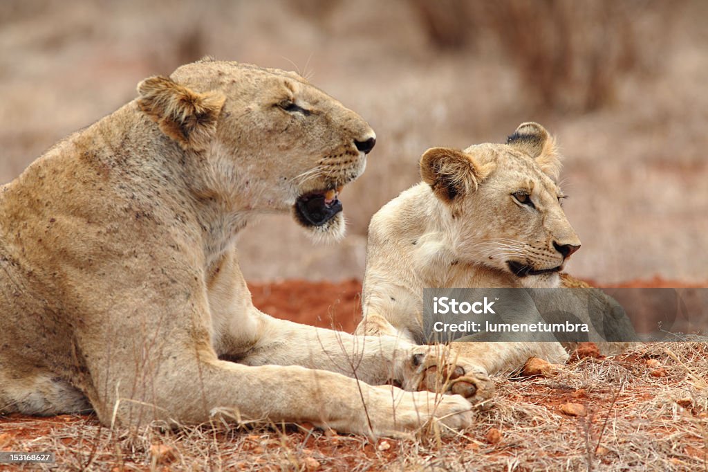 Kenya Lions Lions in Tsavo East Natn'l Park, Kenya Tsavo National Park Stock Photo
