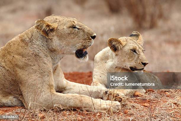 Kenya Lions Stock Photo - Download Image Now - Tsavo National Park, Lion - Feline, Animal