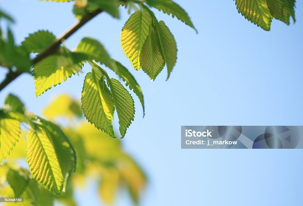 Árvore de faia de primavera - Foto de stock de Abril royalty-free