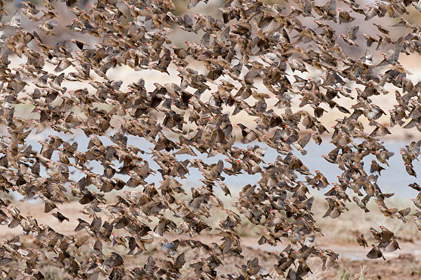quelea A flock of red billed quelea in Etosha National Park Namibia, Africa flock of birds red billed weaver bird weaverbird africa stock pictures, royalty-free photos & images