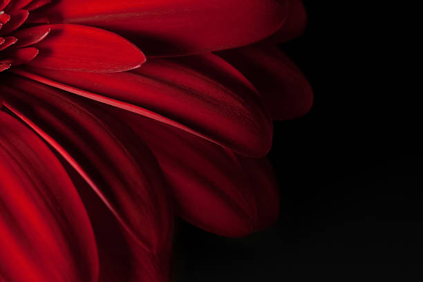красный лепестки - perfection gerbera daisy single flower flower стоковые фото и изображения