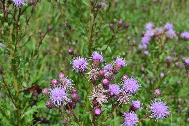 istock pink flowers in the grass 1531689436