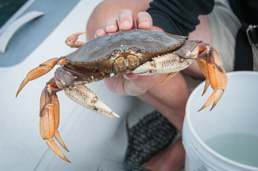 A hand holding one 1 live, freshly caught Dungeness crab. Shell and claws are visible.