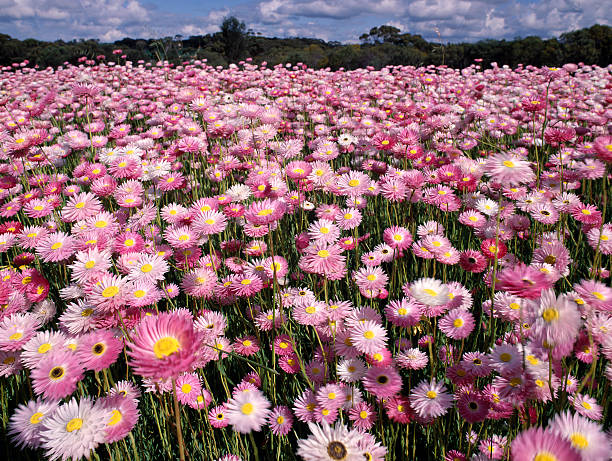 Field of Rosy Everlasting wildflowers growing in Western Australia. A thick field of Rosy Everlasting wildflowers growing in the central Murchison region of Western Australia. australian wildflower stock pictures, royalty-free photos & images