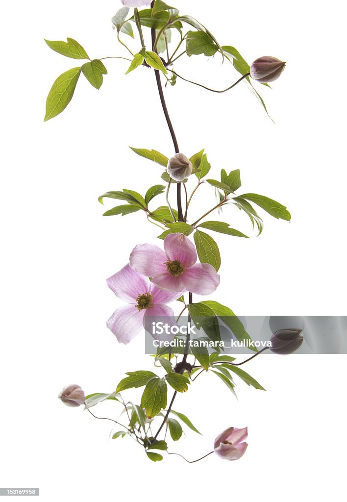 Rosa Clematide - Foto stock royalty-free di Clematide