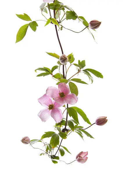 Photo of pink clematis