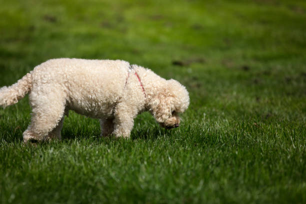 Sniffing l'erba - foto stock