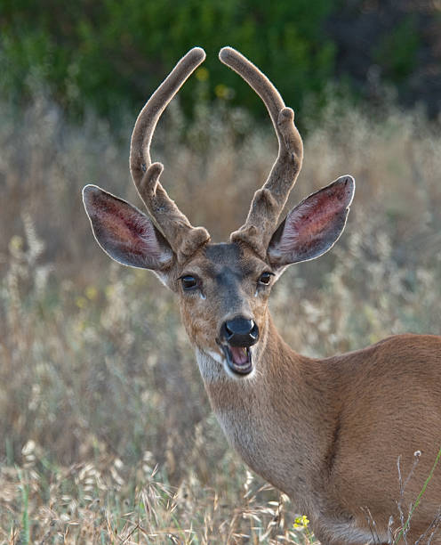 Falando Cervo de cauda preta Buck - foto de acervo