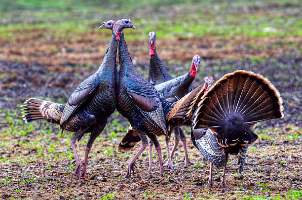 Wild aviários boxe - foto de acervo