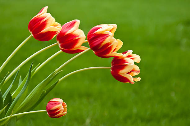 Bunch of five red and yellow tulips stock photo