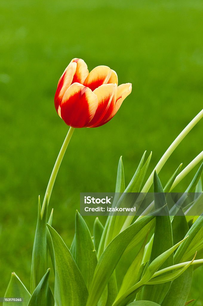 Single red and yellow tulip on green background Beautiful red and yellow single tulip flower on natural green background (vertical) Beauty In Nature Stock Photo