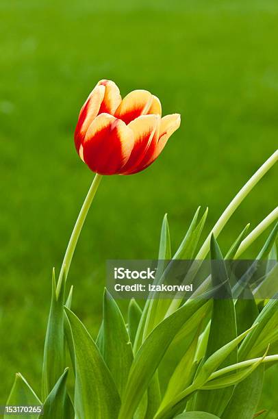 Single Red And Yellow Tulip On Green Background Stock Photo - Download Image Now - Beauty In Nature, Blossom, Botany