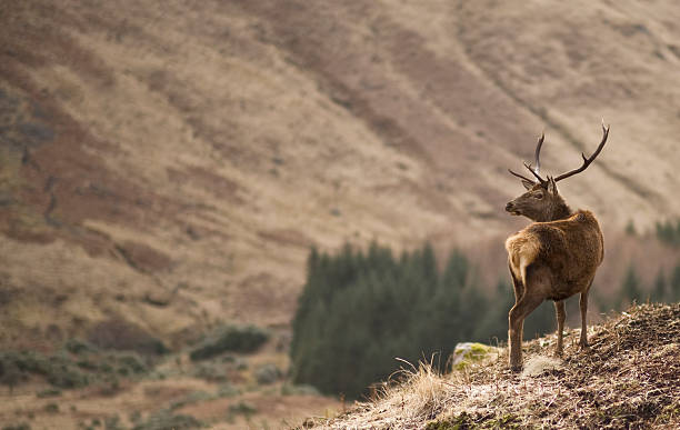 schottische deer - quakie stock-fotos und bilder