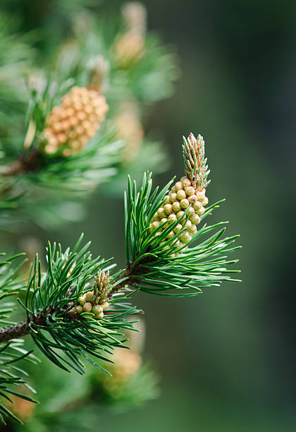 Lodgepole Pine stock photo