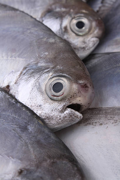 fresh sea fish stock photo
