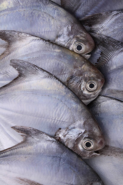 fresh sea fish stock photo